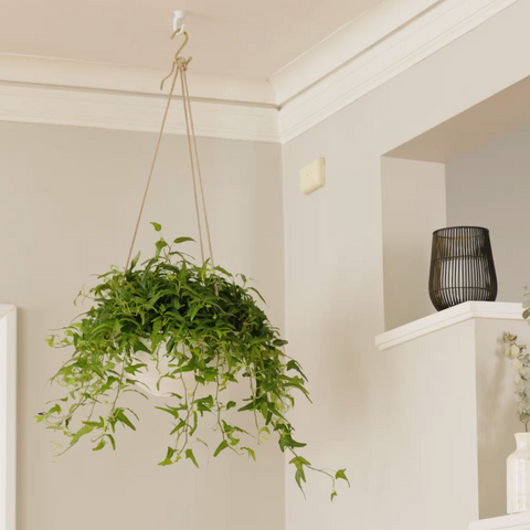 How to Hang A Ceiling Plant